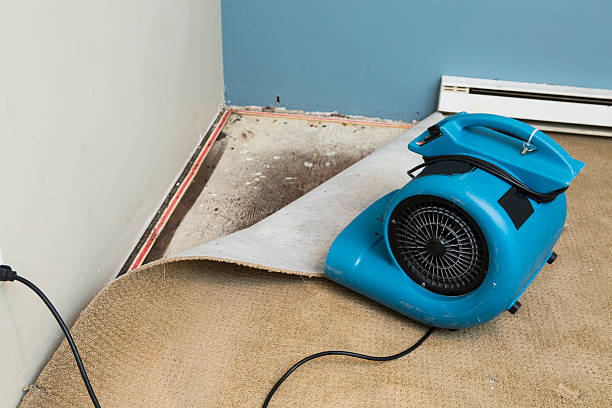 Best Mold removal after water damage  in Oakbrook, KY